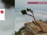 南太行被盗挖的“红旗尖地标松”已被人悄悄送回原位，多位驴友紧急施救