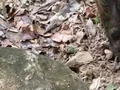 意外救下的小野猪会找笋 每年为主人创收12万 被网友戏称 “行走的挖笋雷达” 仅靠嗅闻地面 便能定位深埋地下20厘米的竹笋