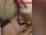榴莲箱子里面藏着一只蜥蜴！水果店老板：担心是外来物种，不敢轻易放生