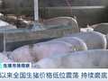 降降降！猪价跌至近10年低位！什么情况？