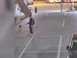 柴犬凌晨等主人下班时，被一男子射晕带走，监控拍下全过程
