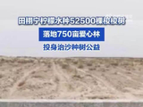 田栩宁柠檬水种52500棵梭梭树：爱心成林、逐光而行
