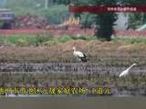 4只东方白鹳空降龙虾塘“干饭”，200亩龙虾塘成它们的“自助餐厅”，养殖户回应