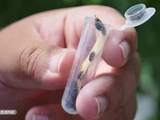 视频｜颐和园里的 “虫虫特工队”，以虫治虫守护园林生态