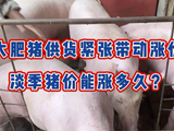 大肥猪供货紧张带动涨价，淡季猪价能涨多久？