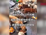 主播打断狗腿拍视频，事后声泪俱下求助，还有多只流浪狗缩在院子里，网友怒了！