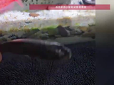 河南男子晒成干的鲫鱼遇水竟复活，网友：鱼生大起大落