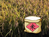 一粒米的旅程有多精彩丨活力中国调研行