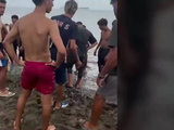 痛心一幕：西班牙飞地移民棒击小海豚 海豚被放生时已丧生