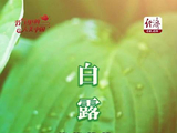 【节气里的大美中国】白露：秋露凝珠，沉淀澄澈本心