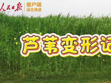 活力中国调研行 | 芦苇变形记