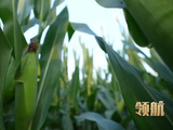 领航丨绘就山河新“丰”景