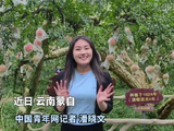 云南蒙自：百年古树群迎来青春“接棒人”