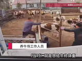 养牛场内一头牛发狂冲撞护栏，一男子被护栏死死压住，监控记录惊险瞬间