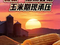 新粮“汹涌登场”！玉米期现承压