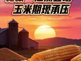 新粮“汹涌登场”！玉米期现承压