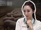 生猪盈亏线与养殖出栏决策逻辑