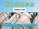 月末猪价探底，养殖户扛价情绪上升，10月猪价怎么走？