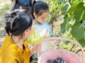 【国庆假期来东北 遇见双鸭山水美】 四方台区文广旅局、电商服务中心联合开展国庆葡萄采摘直播活动