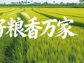 百万亩沃土筑牢产业根基 “台安好粮”品牌蓄势待发