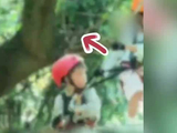 孩子玩丛林飞跃，人还在半空身后大树轰然倒下！家长吓得大喊“糟了糟了”，现场惊险