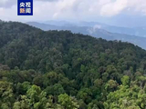 感受自然生灵可爱一瞬 云南大围山拍摄到赤麂活动影像