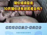 猪价继续磨底！供需博弈，10月猪价还有翘尾机会吗？
