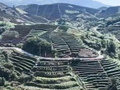 揭西：高山薯香庆丰收 大洋番薯迎来采挖季