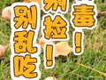 不要吃！不要捡！近期正大量出现