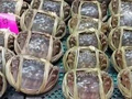 大闸蟹跌成“地板价”？记者实探深圳市场