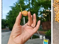 不要吃！不要捡！近期正大量出现