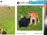 “千万不要招惹大自然” ！特朗普转发致命虎袭视频后，自己化身“驯虎达人”