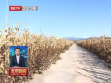 延庆区抢抓晴好天气忙秋收