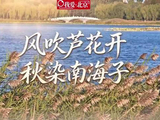 视频｜风吹芦花开 秋染南海子