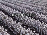 万人说新疆｜新疆无限可能