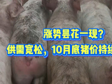 涨势昙花一现？供需宽松，10月底生猪行情持续磨底？