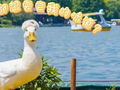南京限定！盐水鸭味酸奶火了