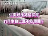 供需双压猪价探底，11月生猪上涨不及预期？