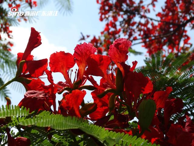 红彤彤的夏天湛江南国热带花园凤凰花已盛开 新浪图片