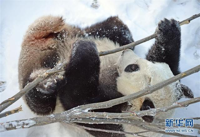 国宝大熊猫玩雪图片