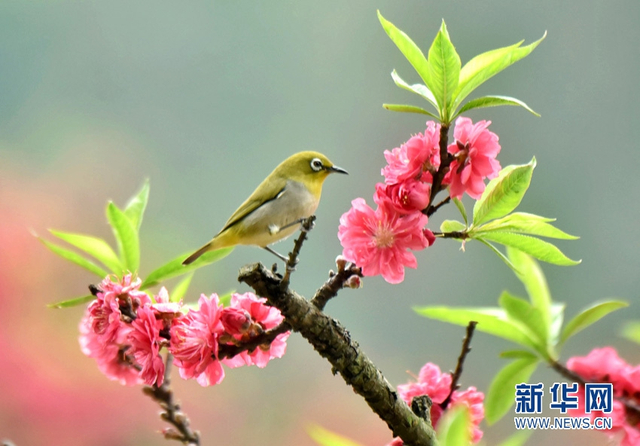 广东佛山南国桃园桃花盛开 鸟语花香乃春游赏花好去处_新浪图片