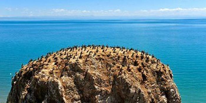 青海湖鳥島及沙島景區停止營業以保護生態