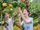 连州市水晶梨丰收季启幕 多重体验解锁清凉夏日