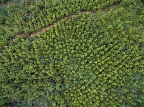 兴业银行长沙分行融资支持的茂源林业岳阳碳汇林基地