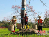 昌江木棉花开 多重活动丰富市民游客赏花之旅