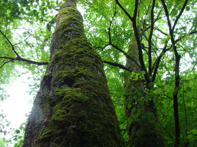 41           夏—连香树