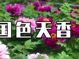 洛阳牡丹已进入盛花期！各公园赏花特色、交通出行攻略在此！