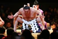 蒋丰:相扑“横纲”白鹏加入日籍遭遇非常反应(图)