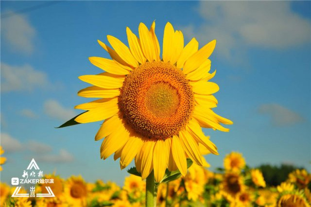 惟有葵花向日倾这片望不到边的花海一夜爆红 来打卡呀 新浪图片
