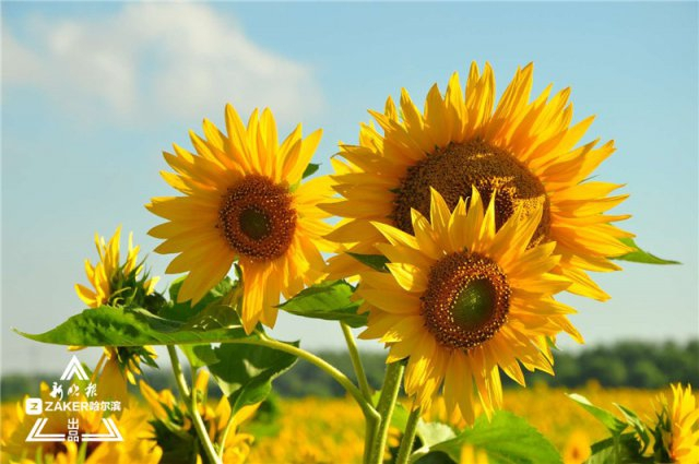 惟有葵花向日倾这片望不到边的花海一夜爆红 来打卡呀 新浪图片